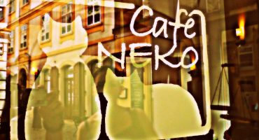 Katzen-Café in Wien
