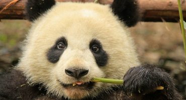 Chengdu – China abseits der Chinesischen Mauer