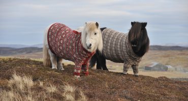 Ponys in Pullovern laden nach Schottland ein