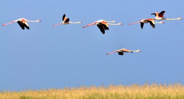 Eine Fahrt zu Frankreichs Flamingos