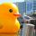 Rubber Duck