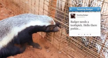 Der twitternde Honigdachs aus dem Johannesburger Zoo