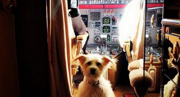 Tierischer Urlaub: Reisen mit Bello und Co.