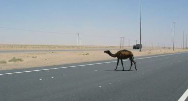 Der Irak plant ersten Nationalpark