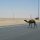 Der Irak plant ersten Nationalpark