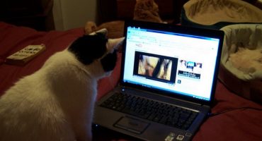 Wenn 10.000 Menschen gemeinsam Katzenvideos schauen