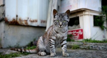 Katzenalarm auf Tashirojima