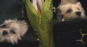 Fliegende Vierbeiner und andere tierische Gefährten