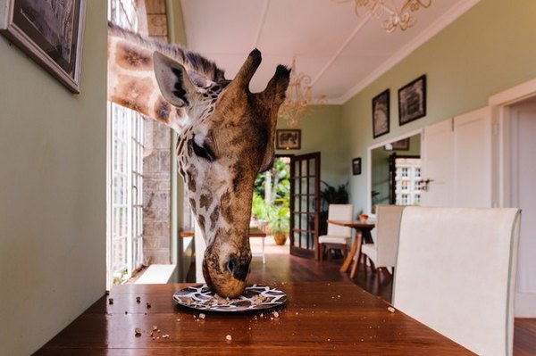 Don't Leave Any Food On Your Plate – Foto: Gavin Werbeloff