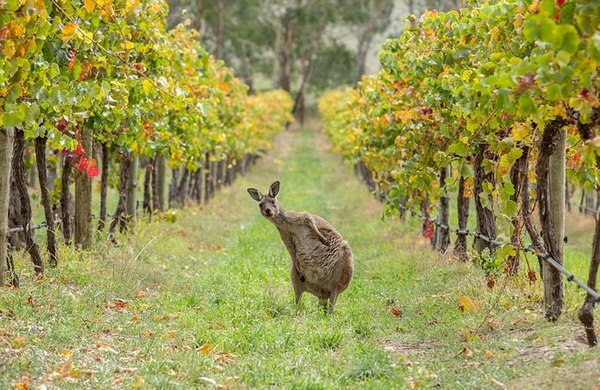Are you here for the Winery Tour? – Foto: Greg Snell