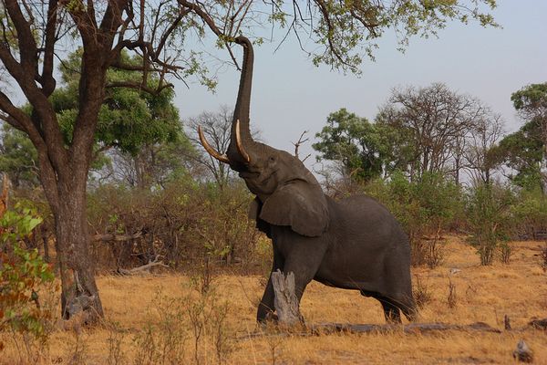 Elefant am Okavango-Delta