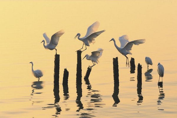 Birds in the morning light – Foto: QING SONG LIU