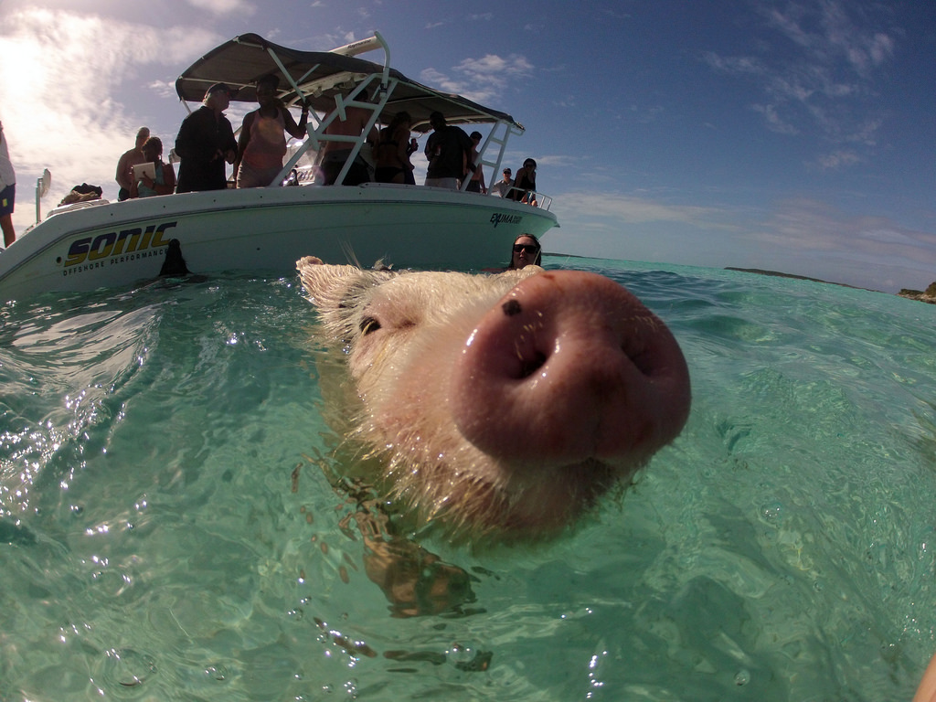 bahamas-boot-schwein