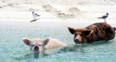 Big Major Cay: Schweinestrand auf den Bahamas