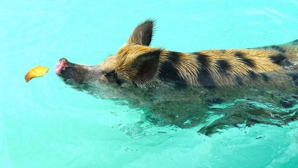 bahamas-schweine-futter