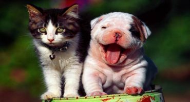 Urlaub: Hund & Katze allein zu Hause