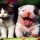 Urlaub: Hund & Katze allein zu Hause