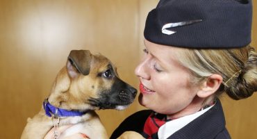 Entspannen mit Pfoten an Bord von British Airways