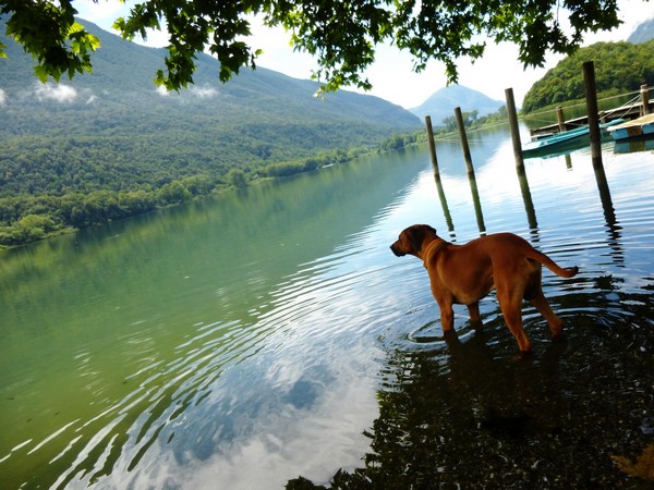 lugano-hundereisenmehr
