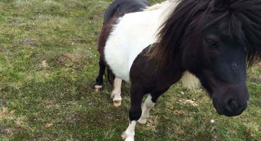 Fotoserie: Schottlands Shetlandinseln