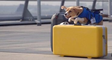 Neuer KLM Lost & Found Service auf vier Pfoten