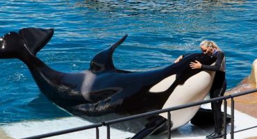 Keine Reisen mehr zu Delfinarien und Orca-Shows?