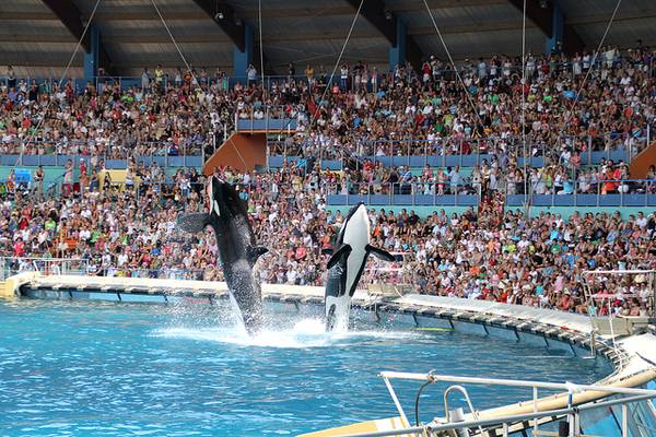 Show im Marineland-Park in Frankreich