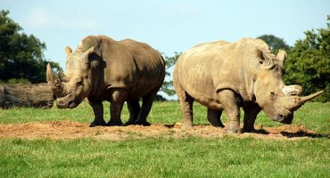 Südafrika fliegt Nashörner nach Botswana