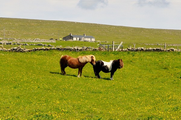 pony-schottland