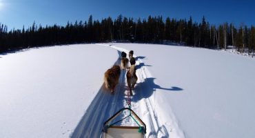 Mit dem Hundeschlitten in den Winter