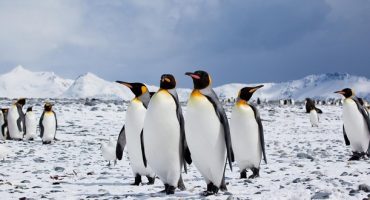 Antarktis: Touristen schleppen Krankheiten ein