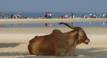 Indien führt Visum bei Ankunft ein