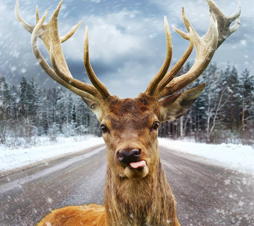 Elch Bilder Weihnachten 2025 Rey Alfreda
