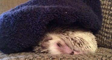 US-Airlines vs. Igel