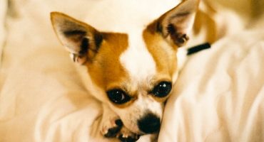 TSA findet Chihuahua im Gepäck