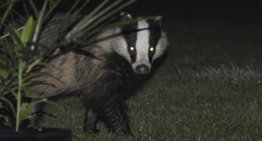 Dachs terrorisiert Hotelgäste in Stockholm
