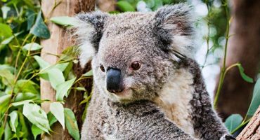 Solo durch Australien