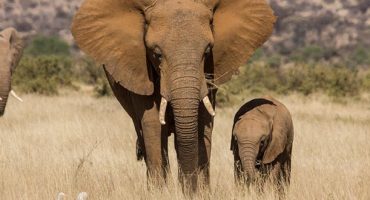 Afrikanischer Elefant vom Aussterben bedroht