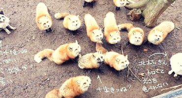 Zao, ein Fuchsdorf in Japan