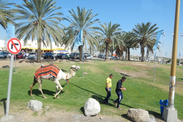 kamel