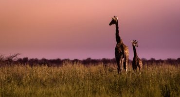 Angst hemmt Tourismuswachstum in Afrika