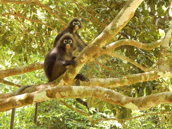 botanischer-garten-affen-penang