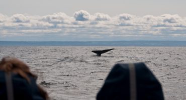 Whale Watching in Quebec