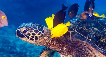 Great Barrier Reef aus der Schildkrötenperspektive