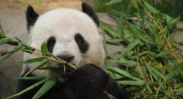 Neuer Panda-Star in Hongkong