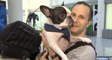 Pilot legt Zwischenstopp ein, um Hund zu retten