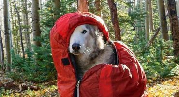 9 Reisetypen in Instagram-Fotos von Hunden