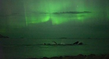 Polarlicht und Wale in Tromsø