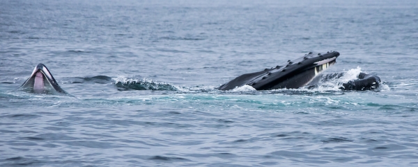 buckelwale-irland