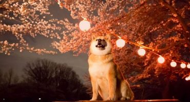 Maru der Hund ist Japans neuer Tourismus-Botschafter